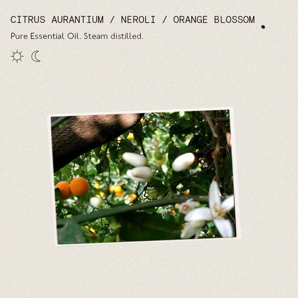 citrus aurantium orange blossom
